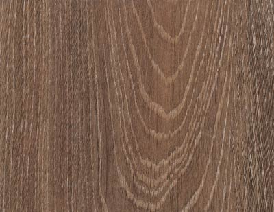 Дуб таежный