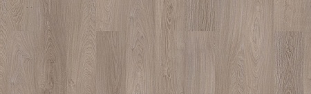 Дуб Шервуд северный 504044085