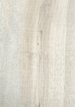 Дуб северный 504464001