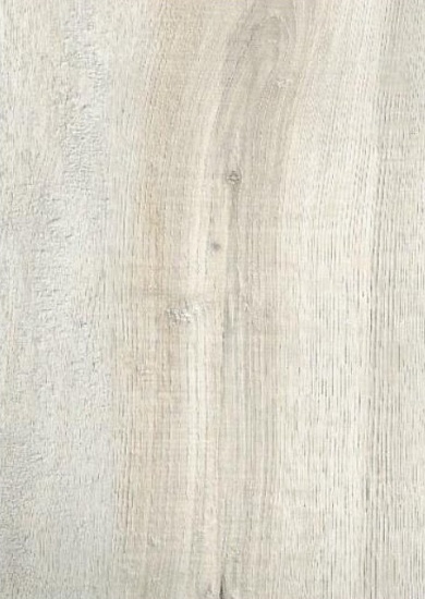 Дуб северный 504464001