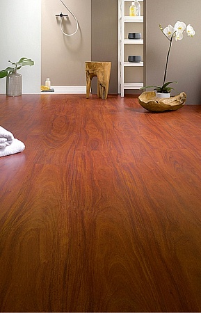 Дуссия Африканская C417