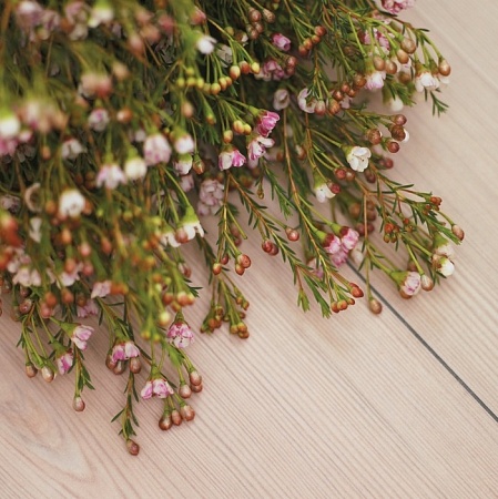 Сосна белая 05201