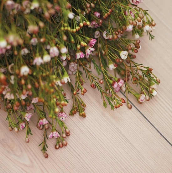 Сосна белая 05201