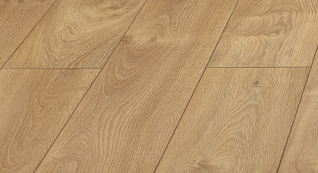 D 3033 Дуб Ливорно