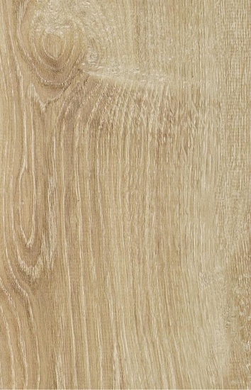 Дуб Канарский S621