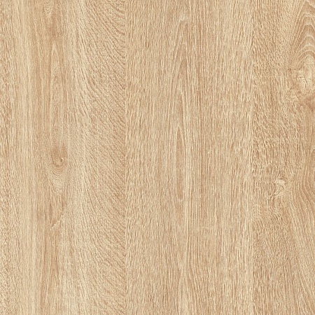 Дуб Цертус 1556