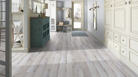 Ель альпийская 504035077