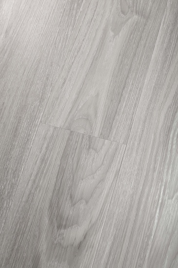 LX1847 Клён белый