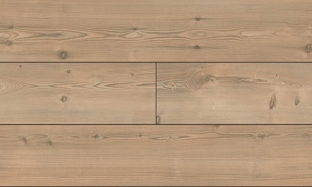 Сосна белая 05201