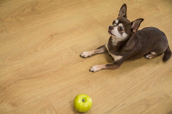 Дуб Сицилия FF-1977