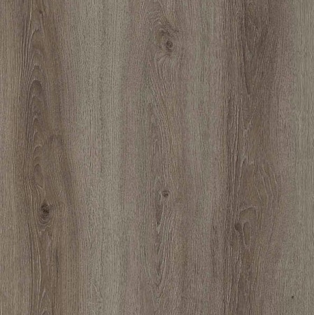 Дуб европейский FP953