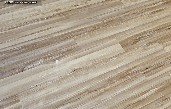 Клен канадский 75186