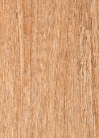 Дуб Авангард