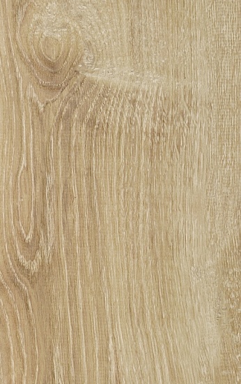 SM 621 Дуб Канарский