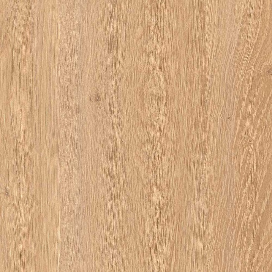 FP041 Дуб Алжирский кремовый